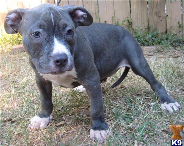 American Pit Bull Puppy for Sale: UKC ADBA Registered Blue Pitbull ...