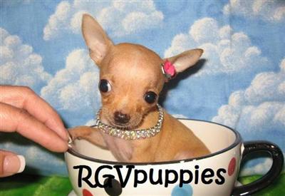 tiny toy chihuahua puppies for sale