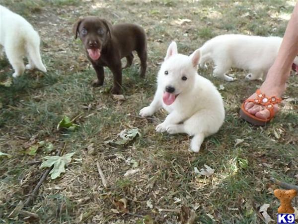 German Shepherd Puppy For Sale Snow White German Shepherd Puppies 2 Years Old