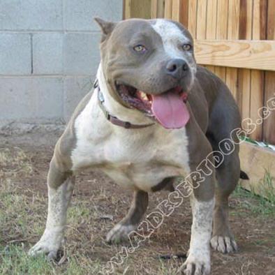 American Pit Bull Puppy for Sale: Male B 15 Years old