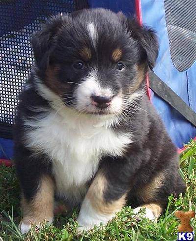 Australian Shepherd Puppy For Sale: Australian Shepherd Black And White 