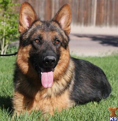 German Shepherd Puppy for Sale: EUROPEAN SHOW LINE PUPPIES OUT OF ...