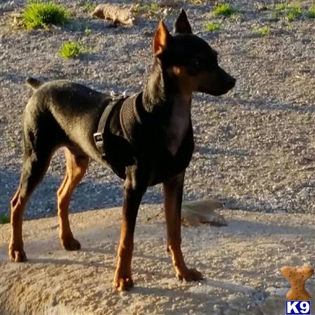 Miniature Pinscher Stud Dog: BULLET 8 Years old