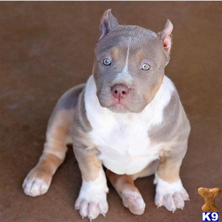 American Bully Puppy for Sale: AKC American Bully Puppies for sale ...