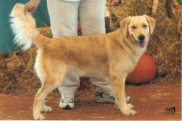 Golden Retriever Puppy for Sale: Born Christmas EVE 15 Years old