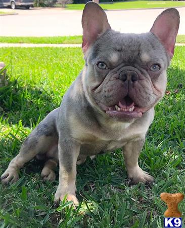 French Bulldog Stud Dog: Ghost 4 Years old