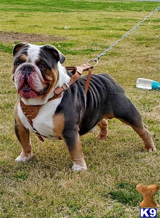 English Bulldog Stud Dog: CHULO 12 Months old