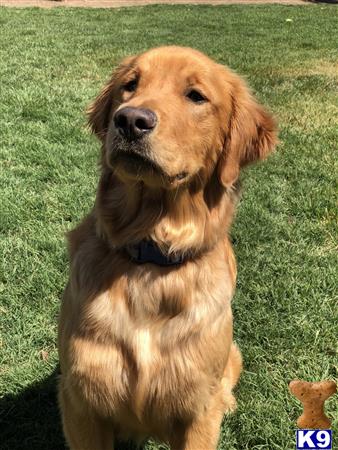 teddy golden retriever