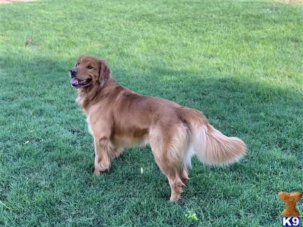 golden retriever teddy