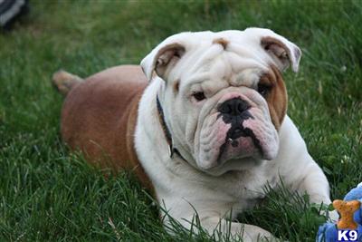 English Bulldog Stud Dog: Cupid 15 Years old