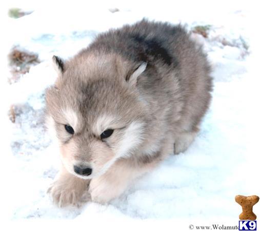 high content wolf puppies for sale