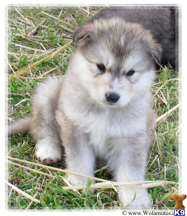 Wolf Dog Puppy for Sale: WHY I LOVE GIANT WOLAMUTE PUPPIES 10 Years old