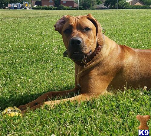 Rhodesian Ridgeback Stud Dog: Wrigley 4 Years old