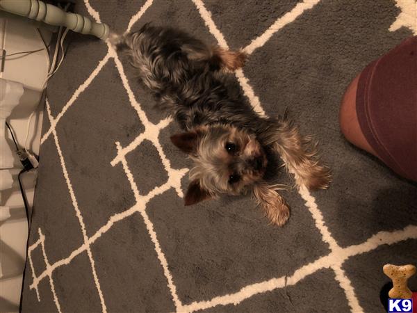 a yorkshire terrier dog lying on the ground