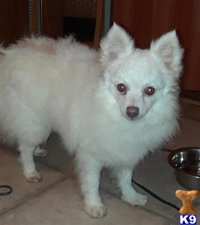 a white pomeranian dog standing on a tile floor