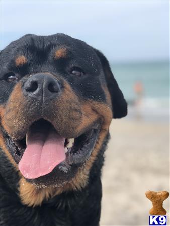 a rottweiler dog with its tongue out