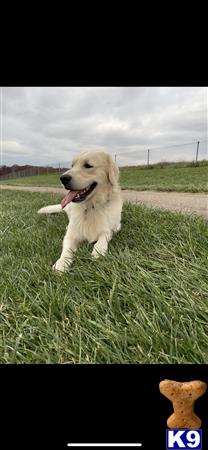 a golden retriever dog sitting in a grassy field
