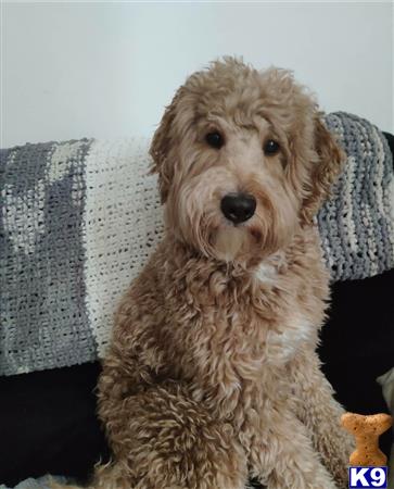 a goldendoodles dog sitting on a couch