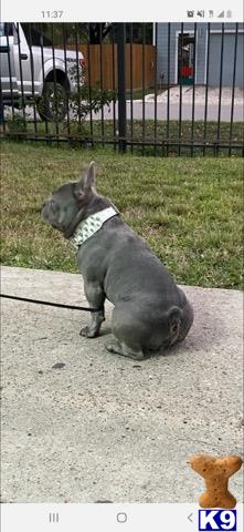 a english bulldog dog on a leash sitting on grass by a fence
