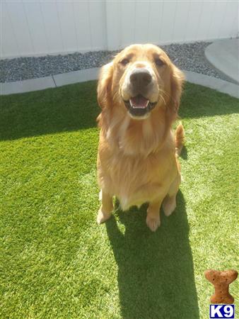 a golden retriever dog sitting on grass