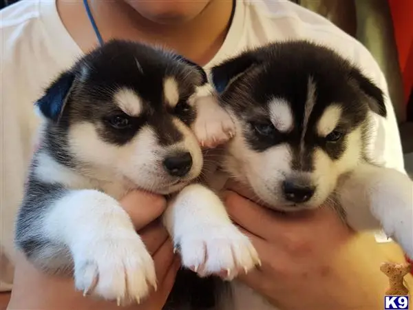 a person holding two siberian husky puppies