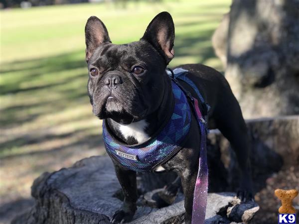 a french bulldog dog wearing a vest