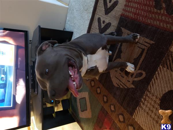 a american bully dog standing on a brick wall