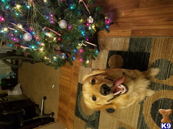 a golden retriever dog sitting on a couch in front of a christmas tree
