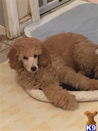 a poodle dog lying on the floor