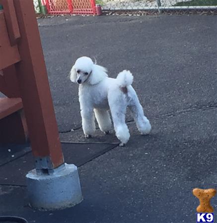 a white poodle dog standing on a concrete surface
