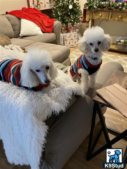 a couple of poodle dogs wearing sweaters