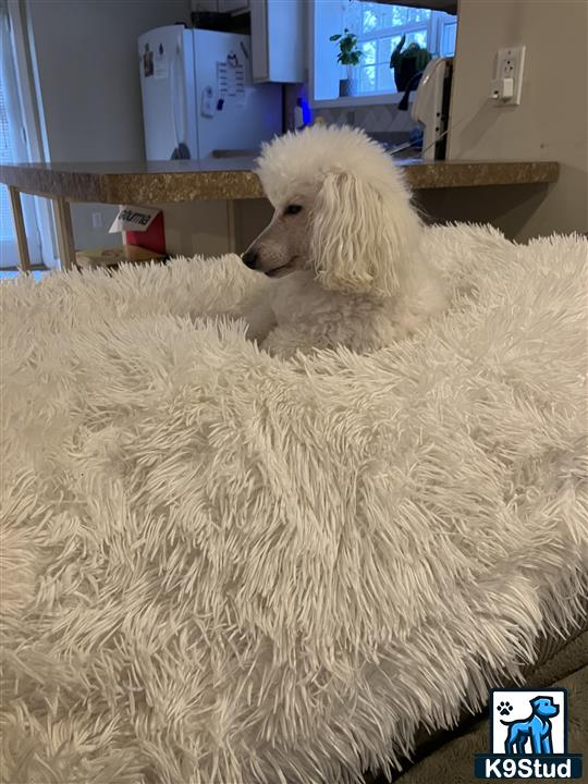 a poodle dog lying on a rug