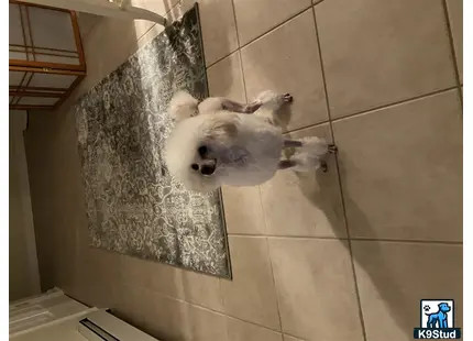 a poodle dog lying on the floor