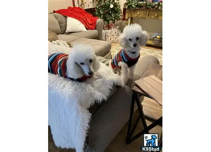 a couple of poodle dogs wearing sweaters