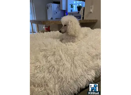 a poodle dog lying on a rug