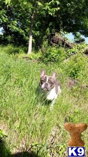 a french bulldog dog running through grass