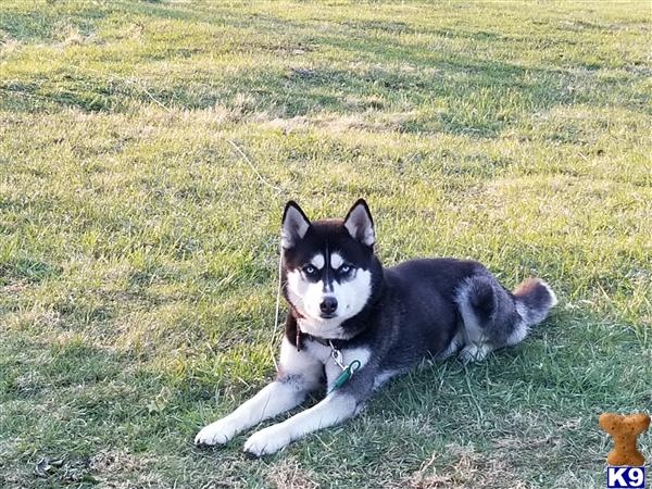 a siberian husky dog lying in the grass