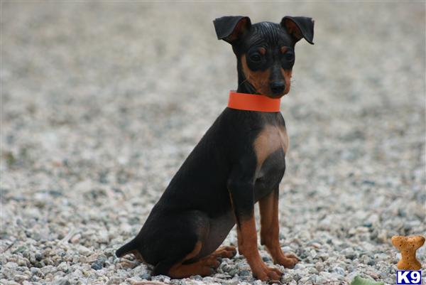 Miniature Pinscher Puppy For Sale Akc Black And Rust Show 13 Years Old