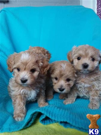 Maltipoo Puppy for Sale: Ready Now F1 Toy Maltipoo Pups 2 Years old