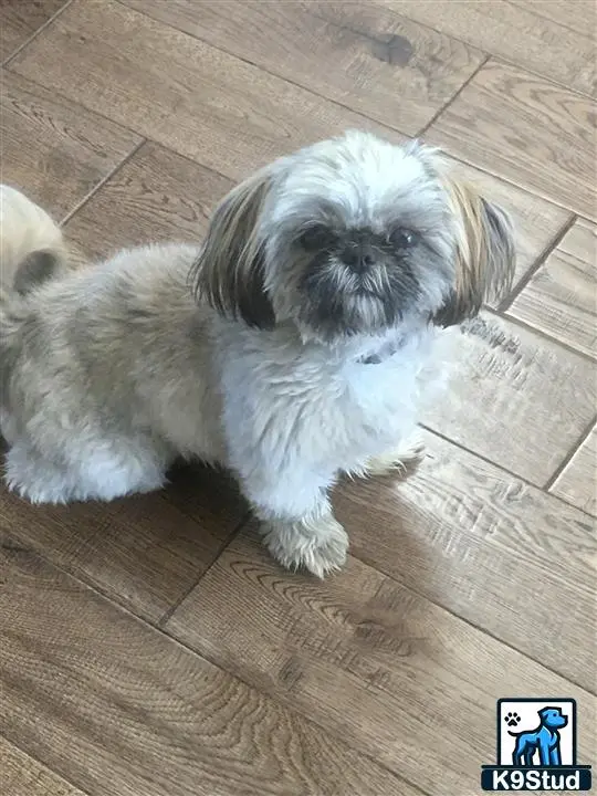 Shih Tzu female dog