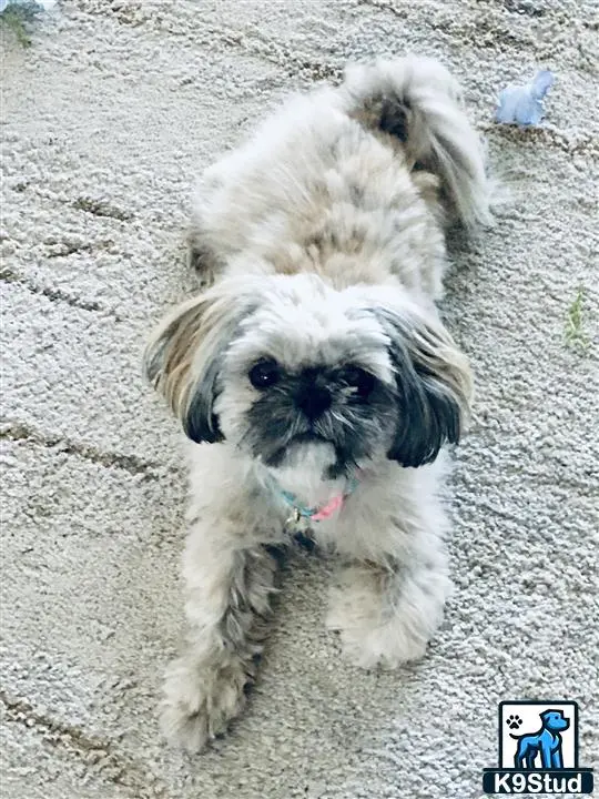 Shih Tzu female dog