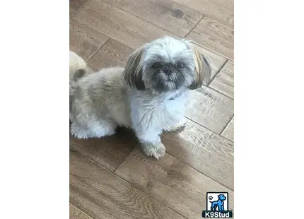 Shih Tzu