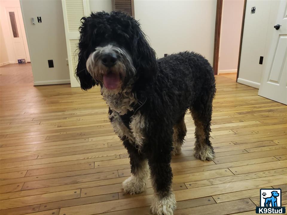 a bernedoodle dog sitting on a wood floor