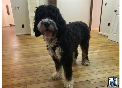 a bernedoodle dog sitting on a wood floor