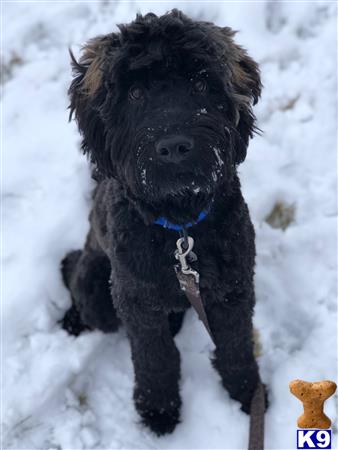 a black whoodle dog in the snow