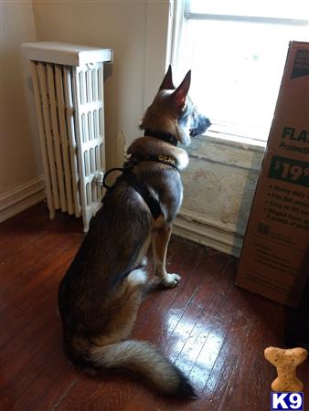 a german shepherd dog sitting on the floor