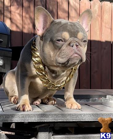 a french bulldog dog wearing a necklace