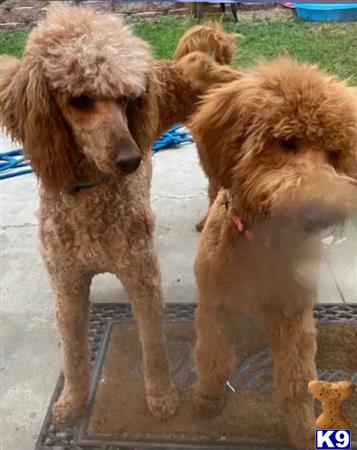 two poodle dogs standing on a concrete surface