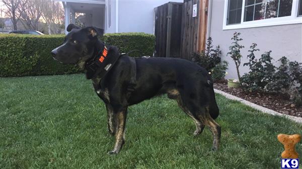 a german shepherd dog standing on grass