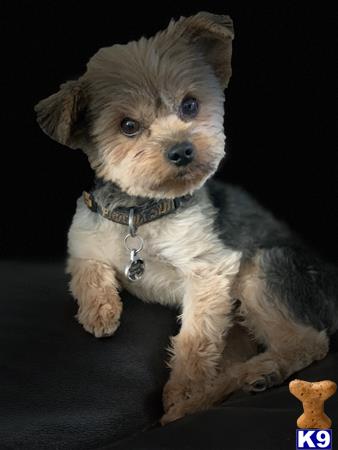 a small white yorkshire terrier dog